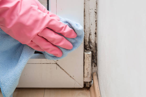 Best Bathroom Mold Remediation in Harlan, IN